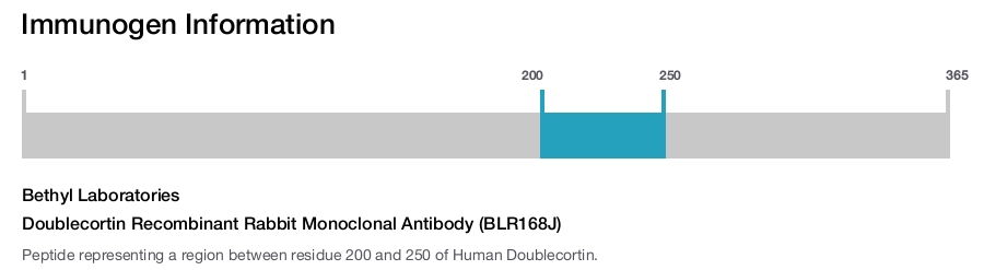 Doublecortin Recombinant Rabbit Monoclonal Antibody (BLR168J)