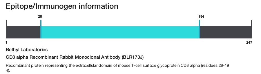CD8 alpha Recombinant Rabbit Monoclonal Antibody (BLR173J)