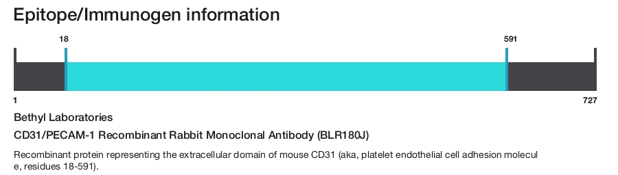 CD31/PECAM-1 Recombinant Rabbit Monoclonal Antibody (BLR180J)
