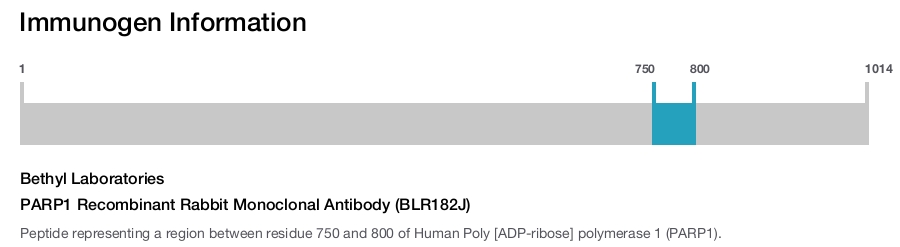PARP1 Recombinant Rabbit Monoclonal Antibody (BLR182J)