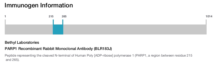PARP1 Recombinant Rabbit Monoclonal Antibody (BLR183J)
