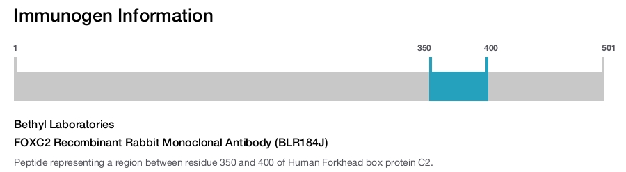 FOXC2 Recombinant Rabbit Monoclonal Antibody (BLR184J)