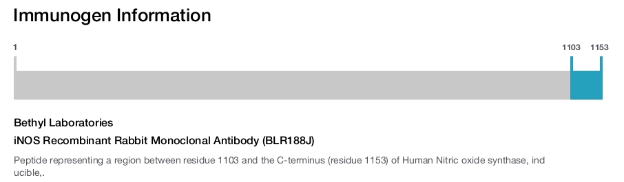 iNOS Recombinant Rabbit Monoclonal Antibody (BLR188J)