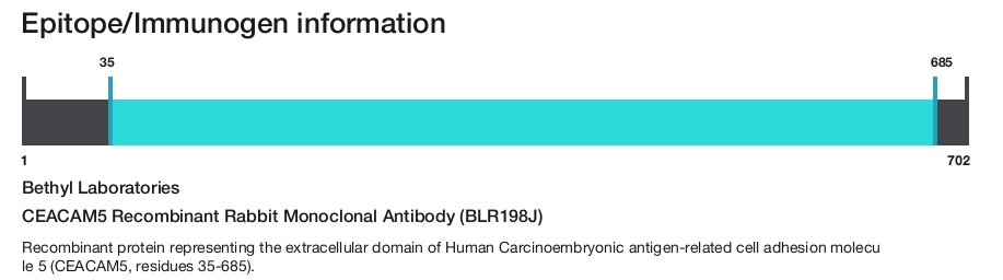 CEACAM5 Recombinant Rabbit Monoclonal Antibody (BLR198J)