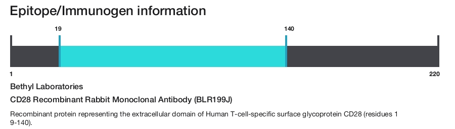 CD28 Recombinant Rabbit Monoclonal Antibody (BLR199J)