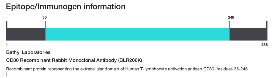 CD80 Recombinant Rabbit Monoclonal Antibody (BLR206K)