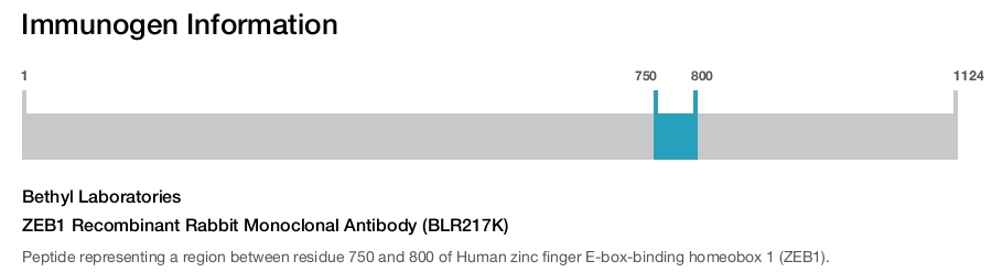 ZEB1 Recombinant Rabbit Monoclonal Antibody (BLR217K)