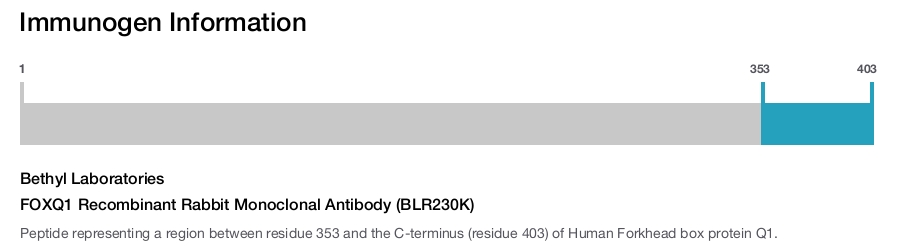 FOXQ1 Recombinant Rabbit Monoclonal Antibody (BLR230K)