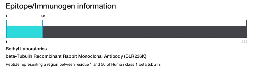 beta-Tubulin Recombinant Rabbit Monoclonal Antibody (BLR236K)