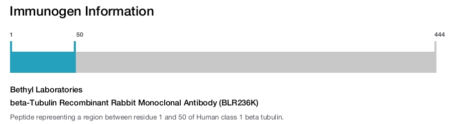 beta-Tubulin Recombinant Rabbit Monoclonal Antibody (BLR236K)