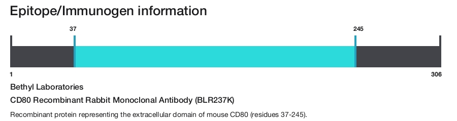 CD80 Recombinant Rabbit Monoclonal Antibody (BLR237K)
