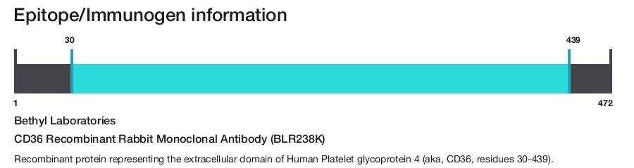 CD36 Recombinant Rabbit Monoclonal Antibody (BLR238K)