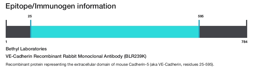 VE-Cadherin Recombinant Rabbit Monoclonal Antibody (BLR239K)