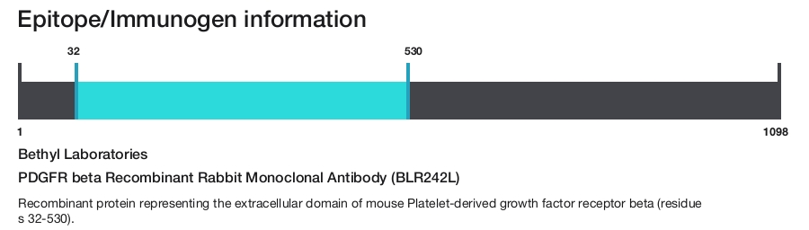 PDGFR beta Recombinant Rabbit Monoclonal Antibody (BLR242L)