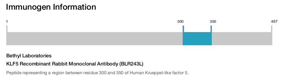 KLF5 Recombinant Rabbit Monoclonal Antibody (BLR243L)