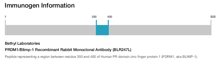 PRDM1/Blimp-1 Recombinant Rabbit Monoclonal Antibody (BLR247L)