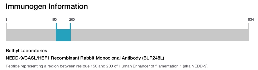 NEDD-9/CASL/HEF1 Recombinant Rabbit Monoclonal Antibody (BLR248L)