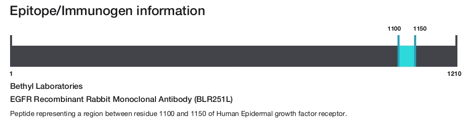 EGFR Recombinant Rabbit Monoclonal Antibody (BLR251L)