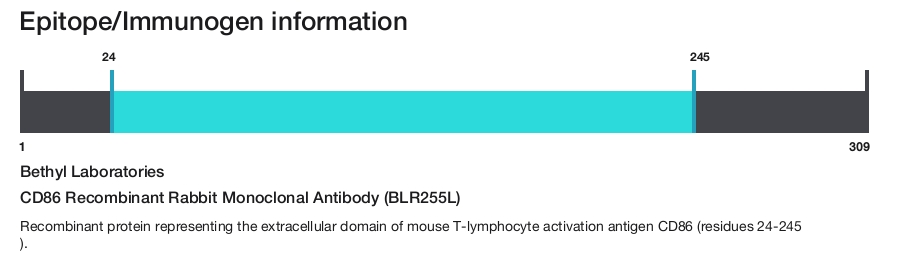 CD86 Recombinant Rabbit Monoclonal Antibody (BLR255L)