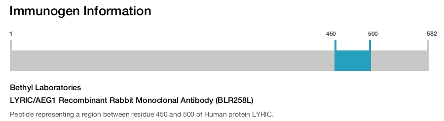 LYRIC/AEG1 Recombinant Rabbit Monoclonal Antibody (BLR258L)