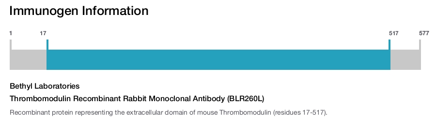Thrombomodulin Recombinant Rabbit Monoclonal Antibody (BLR260L)