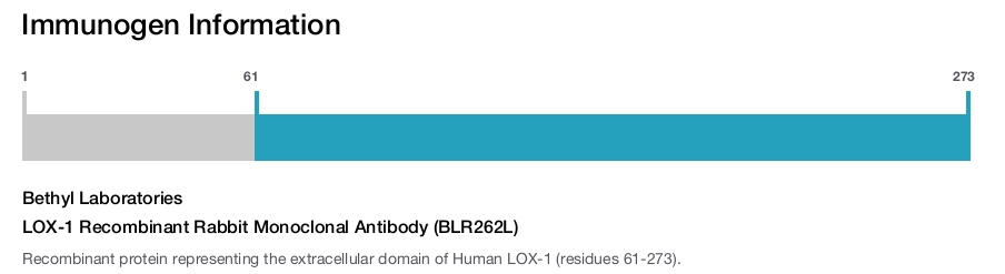 LOX-1 Recombinant Rabbit Monoclonal Antibody (BLR262L)