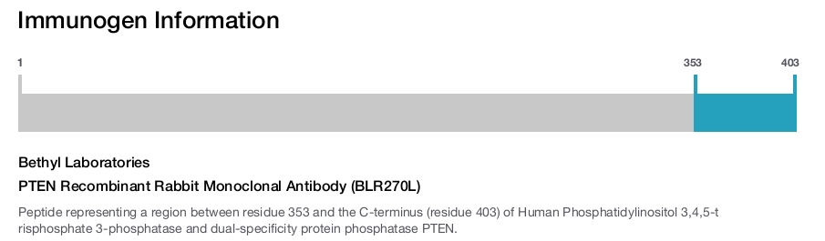 PTEN Recombinant Rabbit Monoclonal Antibody (BLR270L)