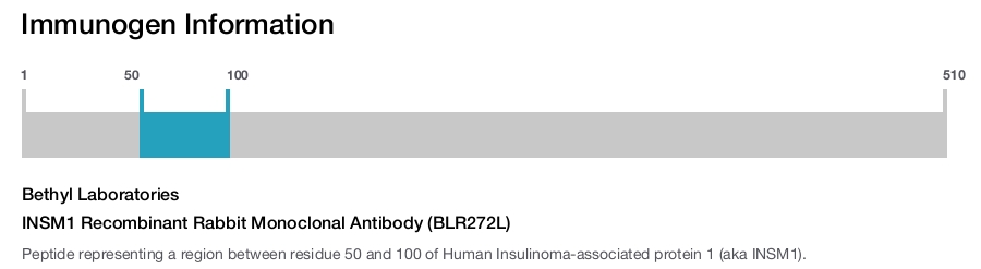 INSM1 Recombinant Rabbit Monoclonal Antibody (BLR272L)