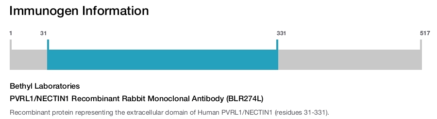 PVRL1/NECTIN1 Recombinant Rabbit Monoclonal Antibody (BLR274L)