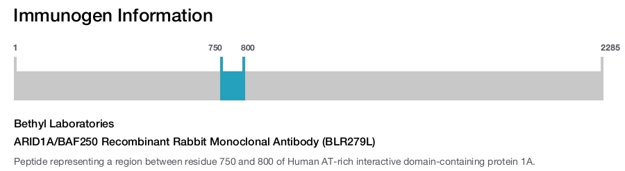 ARID1A/BAF250 Recombinant Rabbit Monoclonal Antibody (BLR279L)