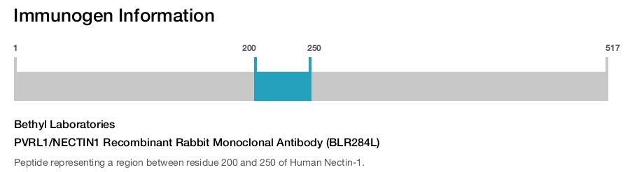 PVRL1/NECTIN1 Recombinant Rabbit Monoclonal Antibody (BLR284L)