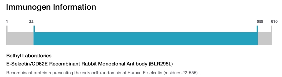 E-Selectin/CD62E Recombinant Rabbit Monoclonal Antibody (BLR295L)