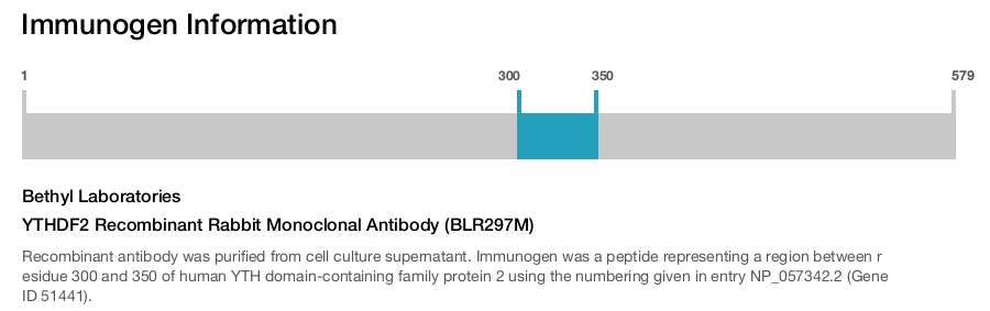 YTHDF2 Recombinant Rabbit Monoclonal Antibody (BLR297M)