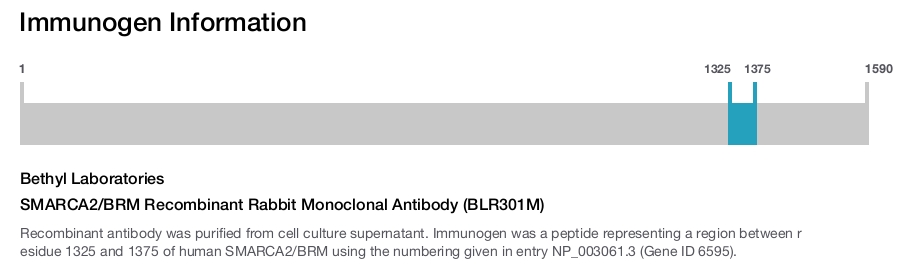 SMARCA2/BRM Recombinant Rabbit Monoclonal Antibody (BLR301M)