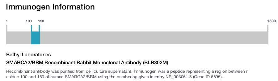 SMARCA2/BRM Recombinant Rabbit Monoclonal Antibody (BLR302M)