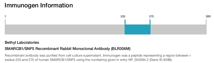 SMARCB1/SNF5 Recombinant Rabbit Monoclonal Antibody (BLR306M)