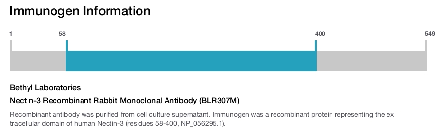 Nectin-3 Recombinant Rabbit Monoclonal Antibody (BLR307M)