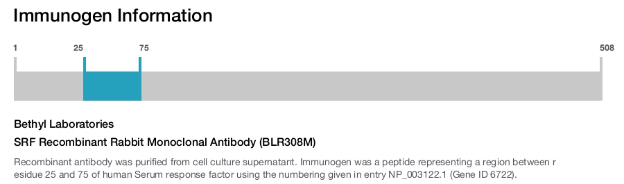 SRF Recombinant Rabbit Monoclonal Antibody (BLR308M)