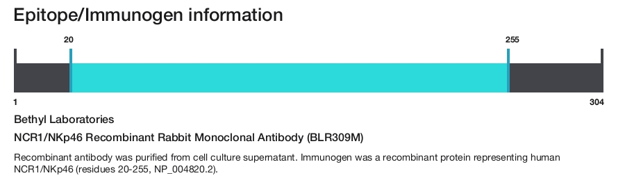 NCR1/NKp46 Recombinant Rabbit Monoclonal Antibody (BLR309M)
