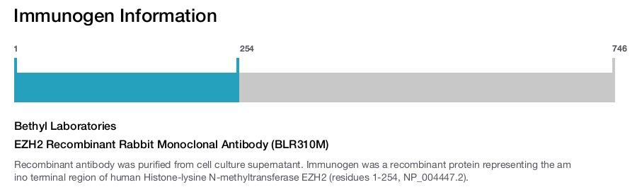 EZH2 Recombinant Rabbit Monoclonal Antibody (BLR310M)