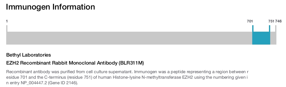EZH2 Recombinant Rabbit Monoclonal Antibody (BLR311M)