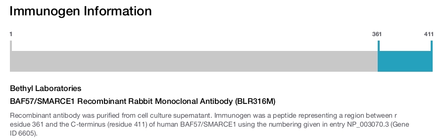 BAF57/SMARCE1 Recombinant Rabbit Monoclonal Antibody (BLR316M)