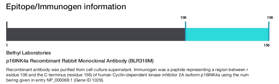 p16INK4a Recombinant Rabbit Monoclonal Antibody (BLR318M)