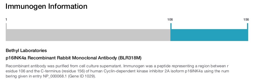 p16INK4a Recombinant Rabbit Monoclonal Antibody (BLR318M)