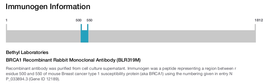 BRCA1 Recombinant Rabbit Monoclonal Antibody (BLR319M)