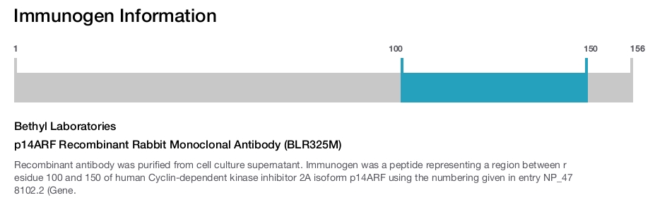 p14ARF Recombinant Rabbit Monoclonal Antibody (BLR325M)