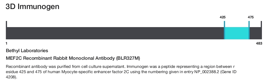 MEF2C Recombinant Rabbit Monoclonal Antibody (BLR327M)
