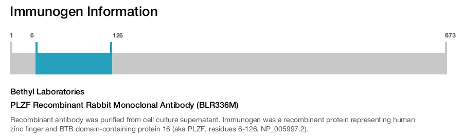 PLZF Recombinant Rabbit Monoclonal Antibody (BLR336M)