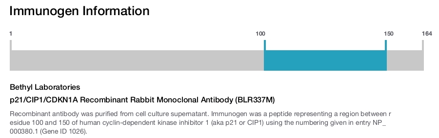 p21/CIP1/CDKN1A Recombinant Rabbit Monoclonal Antibody (BLR337M)