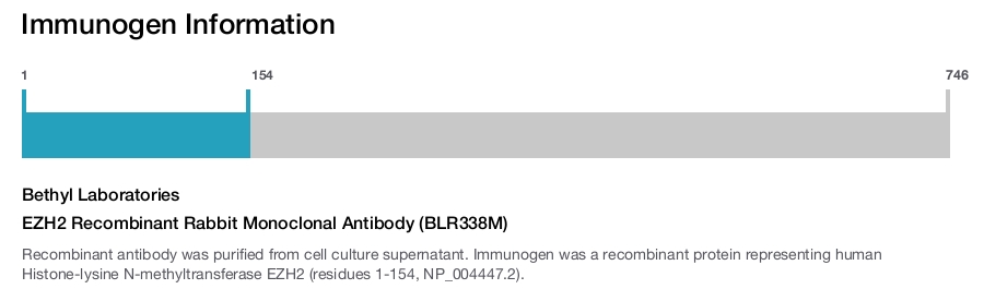 EZH2 Recombinant Rabbit Monoclonal Antibody (BLR338M)
